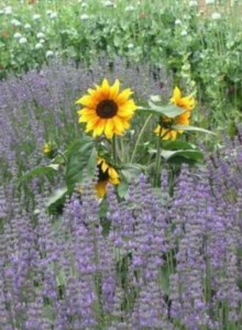 cropped-Lavender-w-sunflower.jpg